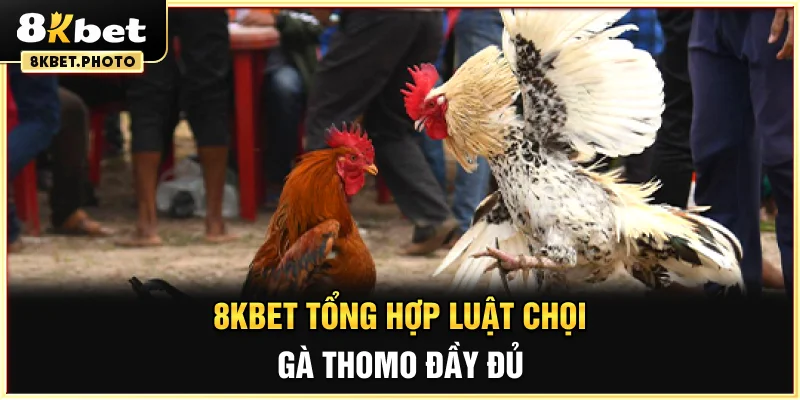 8KBET tổng hợp luật chọi gà Thomo đầy đủ