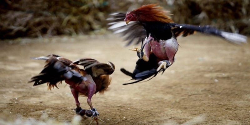 Các trận đấu đá gà cựa dao 8kbet kịch tính không thể rời mắt