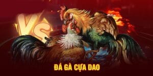Đá gà cựa dạo 8kbet