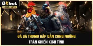 Đá gà thomo 8kbet