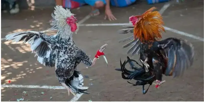 Đặt cược đá gà 8kbet nhận thưởng lớn