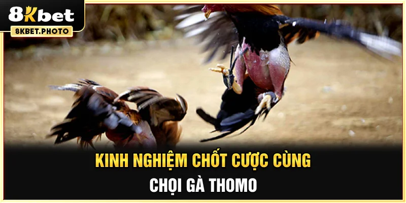 Kinh nghiệm chốt cược cùng chọi gà Thomo