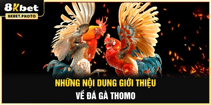 Những nội dung giới thiệu về đá gà Thomo