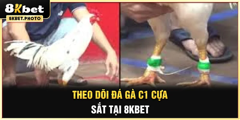 Theo dõi đá gà C1 cựa sắt tại 8KBET