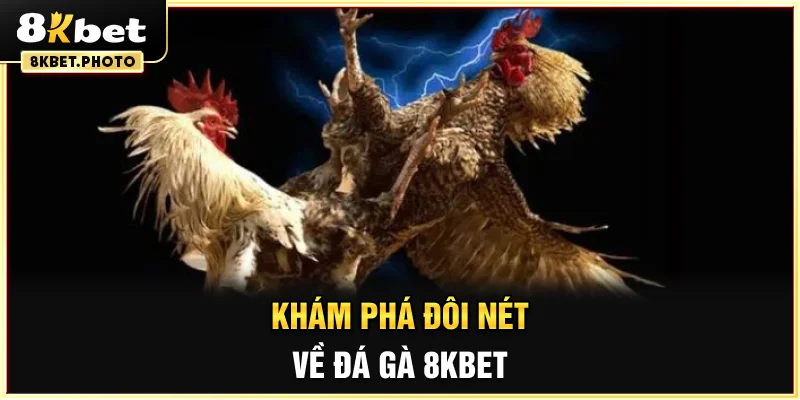 Khám phá đôi nét về đá gà 8KBET